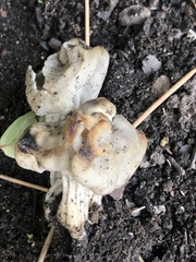 Helvellaceae