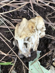 Helvellaceae