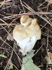 Helvellaceae