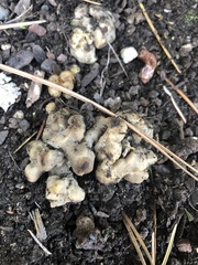 Helvellaceae