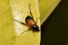 Phyllotocus navicularis