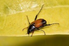 Phyllotocus navicularis