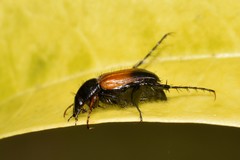 Phyllotocus navicularis