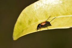 Phyllotocus navicularis