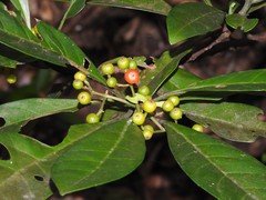 Psychotria asiatica