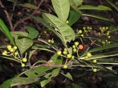 Psychotria asiatica