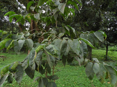 Vangueria madagascariensis