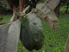 Vangueria madagascariensis