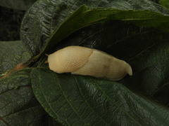 Polytoxon