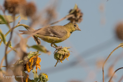 Spinus psaltria
