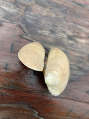 Ruditapes philippinarum