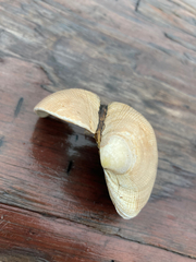 Ruditapes philippinarum