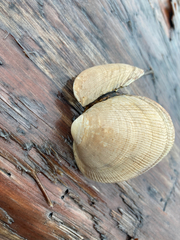 Ruditapes philippinarum