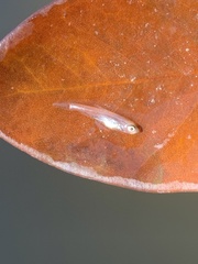 Cyprinella lutrensis