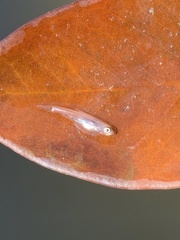 Cyprinella lutrensis