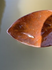 Cyprinella lutrensis