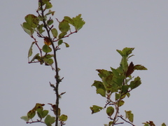 Crataegus gaylussacia