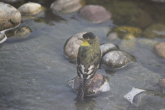 Spinus psaltria