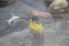 Spinus psaltria