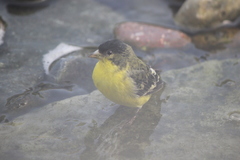 Spinus psaltria