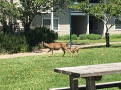 Odocoileus hemionus columbianus