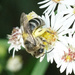 Colletes compactus compactus - Photo (c) Amy Schnebelin, some rights reserved (CC BY), uploaded by Amy Schnebelin