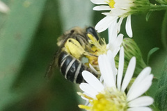 Colletes compactus compactus