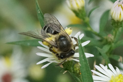 Colletes compactus compactus