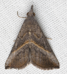 Hypena degesalis
