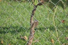 Zonotrichia leucophrys