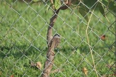 Zonotrichia leucophrys