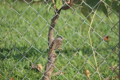 Zonotrichia leucophrys