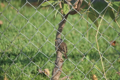 Zonotrichia leucophrys