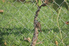 Zonotrichia leucophrys