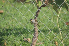 Zonotrichia leucophrys