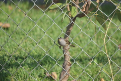 Zonotrichia leucophrys