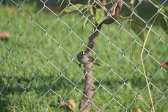 Zonotrichia leucophrys