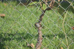 Zonotrichia leucophrys