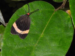 Pidorus