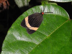 Pidorus