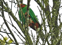 Chlorornis riefferii