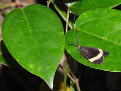 Pidorus