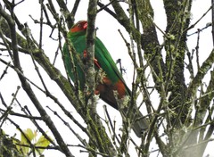 Chlorornis riefferii