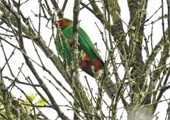 Chlorornis riefferii