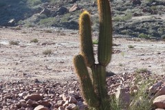 Trichocereus terscheckii
