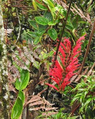 Siphocampylus retrorsus