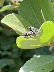 Lucilia sericata