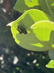 Lucilia sericata