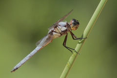 Libellula flavida