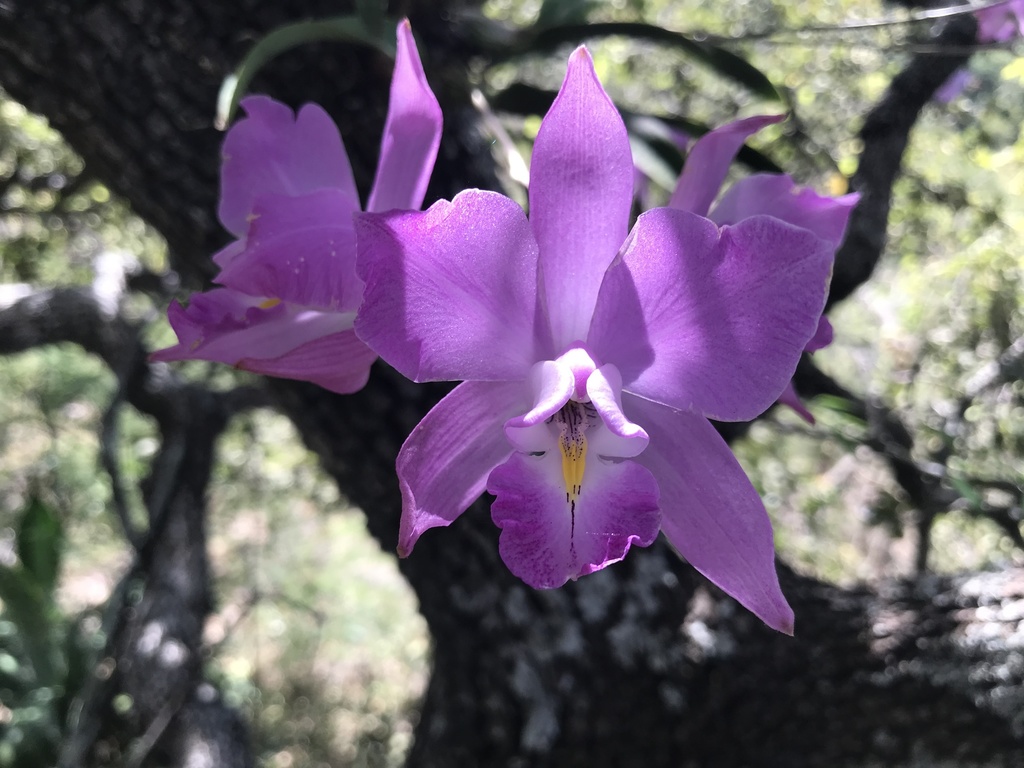 Laelia eyermaniana